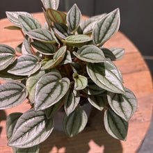 Load image into Gallery viewer, Peperomia 'Burbella'