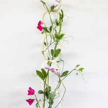 Load image into Gallery viewer, Climbing Plant Support