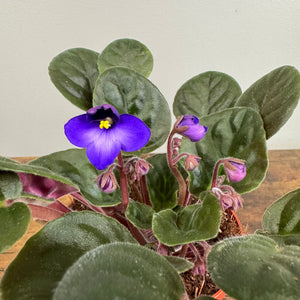 Saintpaulia African Violet