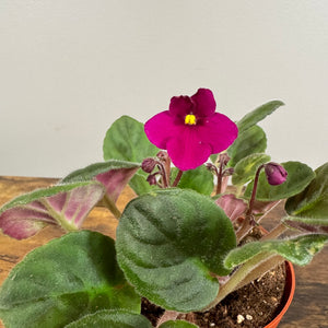 Saintpaulia African Violet