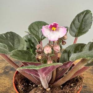 Saintpaulia African Violet