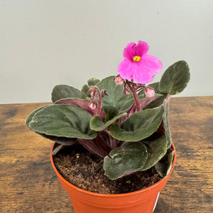 Saintpaulia African Violet