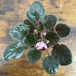 Saintpaulia African Violet