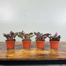 Load image into Gallery viewer, Saintpaulia African Violet