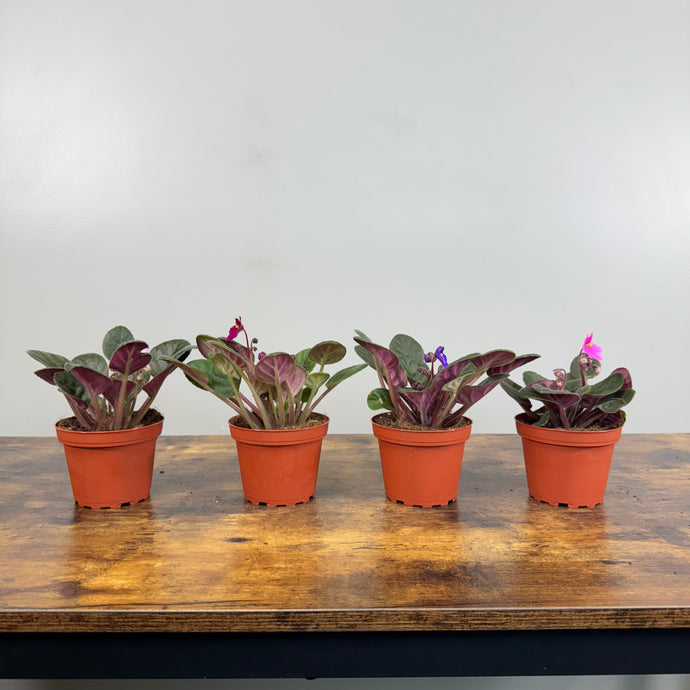 Saintpaulia African Violet