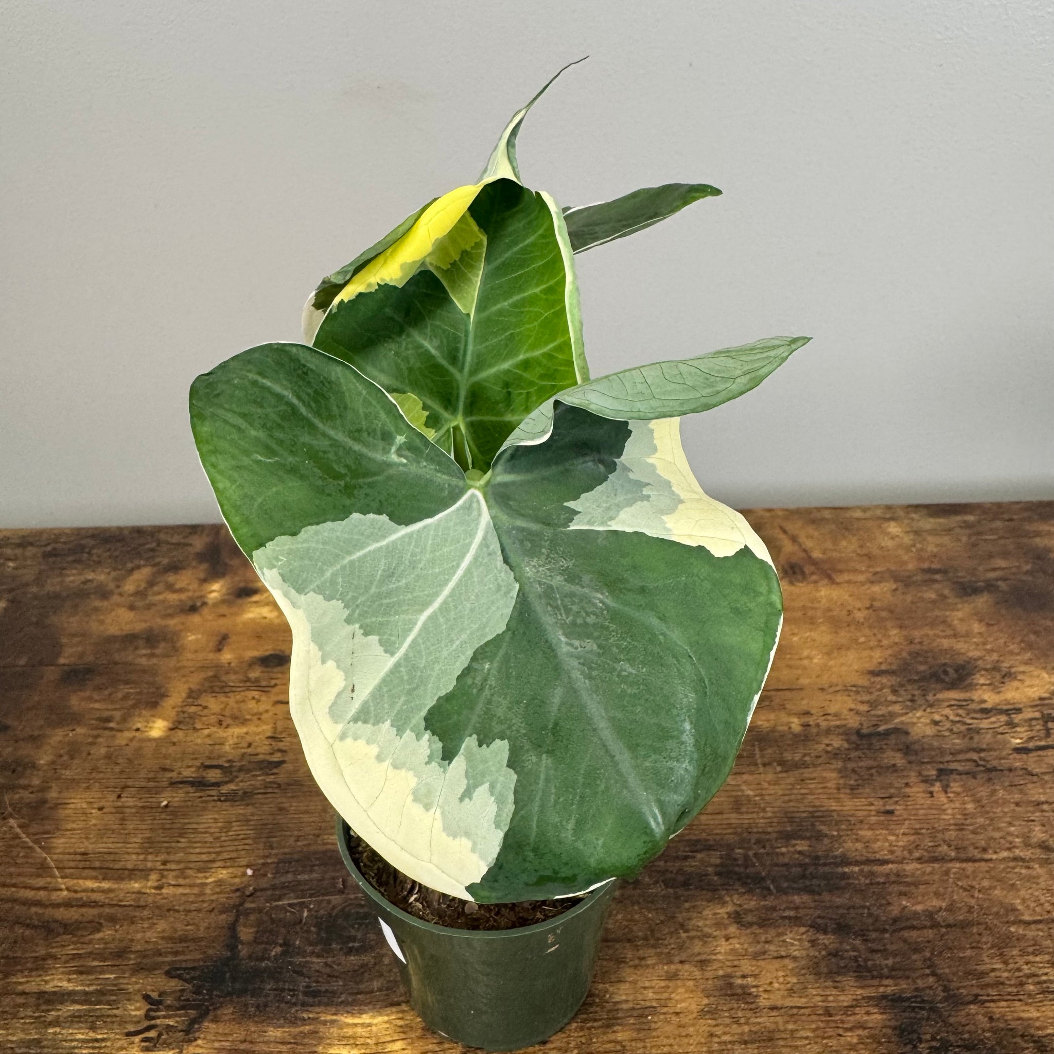 fertilizer for mickey mouse plant Alocasia 'Mickey Mouse'