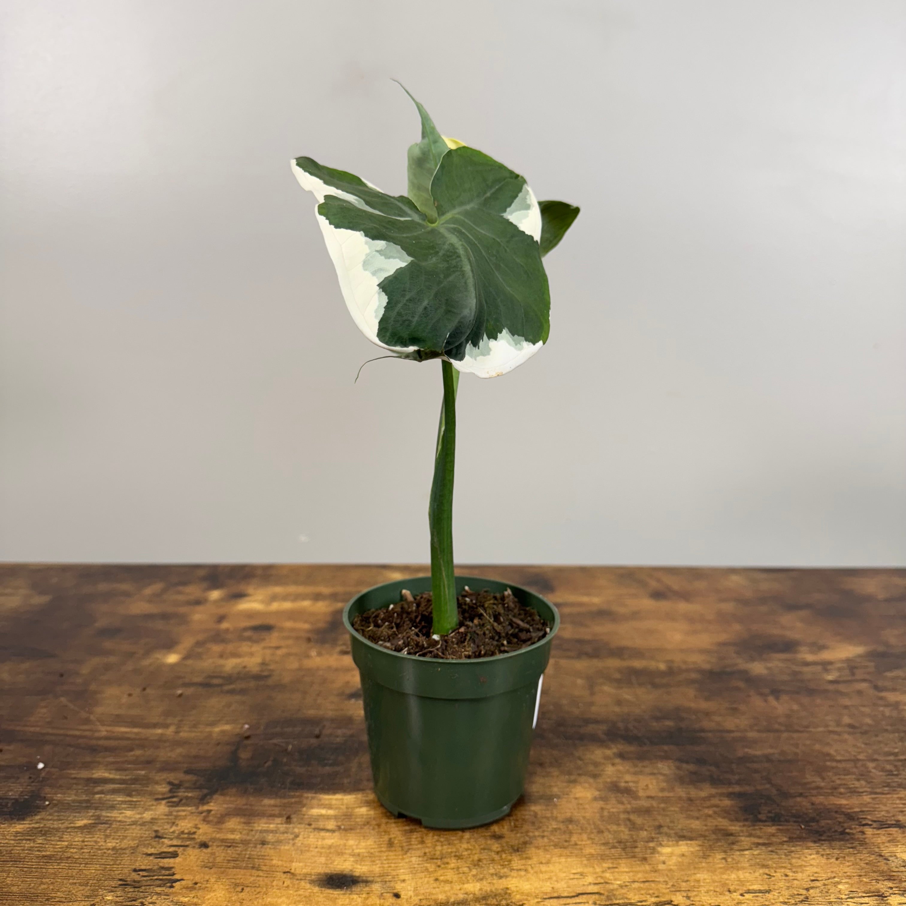 Alocasia 'Mickey Mouse' - Unique Variegated Tropical Plant