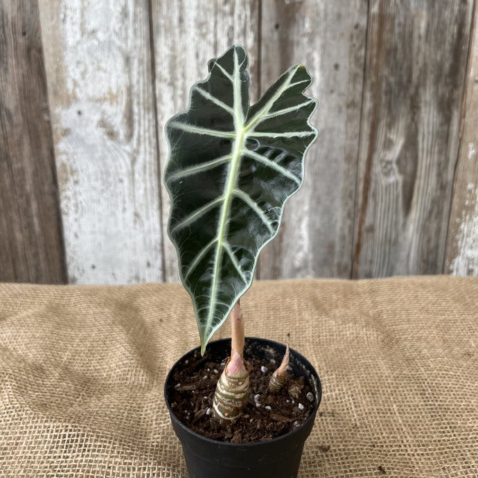 Alocasia 'Polly'