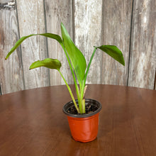 Load image into Gallery viewer, Strelitzia &#39;Orange Bird of Paradise&#39;