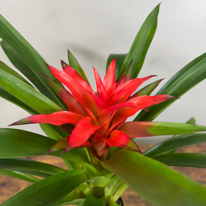 Bromeliad 'Guzmania'