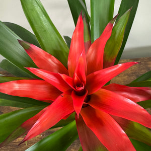 Bromeliad 'Guzmania'