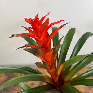 Bromeliad 'Guzmania'