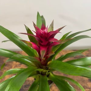 Bromeliad 'Guzmania'