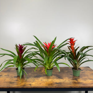 is guzmania an indoor plant Bromeliad 'Guzmania'