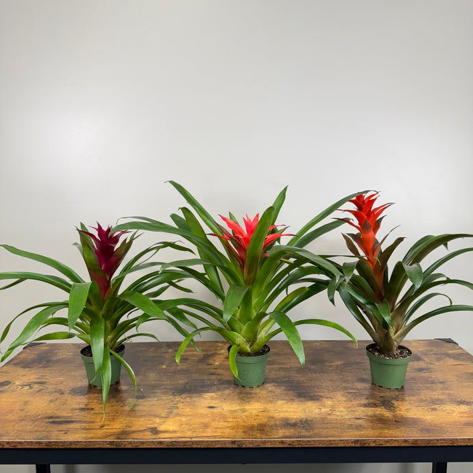 Bromeliad 'Guzmania'