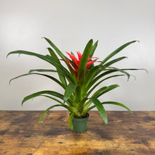 Load image into Gallery viewer, Bromeliad &#39;Guzmania&#39;