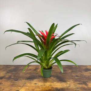 Bromeliad 'Guzmania'