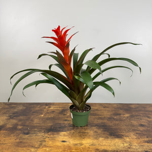 Bromeliad 'Guzmania'