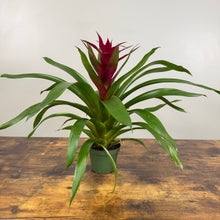 Load image into Gallery viewer, Bromeliad &#39;Guzmania&#39;