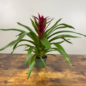 Bromeliad 'Guzmania'