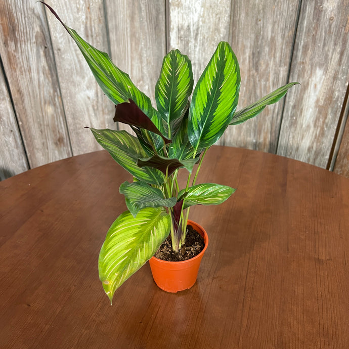 Calathea 'Beauty Star'