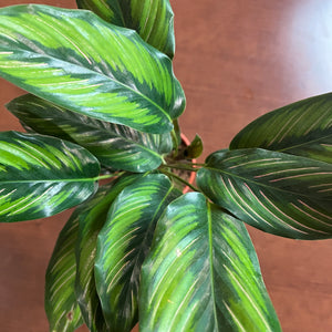 Calathea 'Beauty Star'