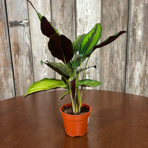 Calathea 'Beauty Star'