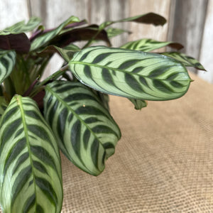 Calathea 'Burle Marx'