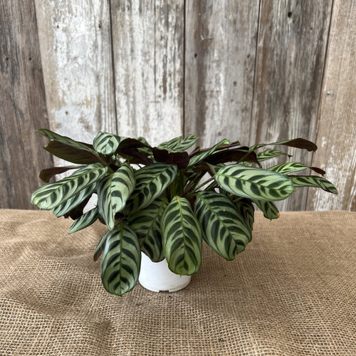 Calathea 'Burle Marx'