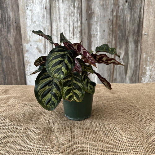 Calathea 'Peacock Plant'