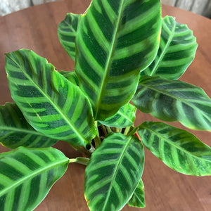 Calathea 'Zebra'