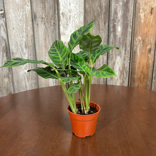 Calathea 'Zebra'