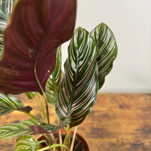 Load image into Gallery viewer, Calathea &#39;Pinstripe&#39;