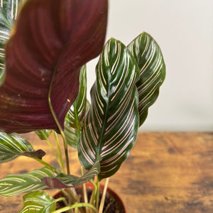 Calathea 'Pinstripe'