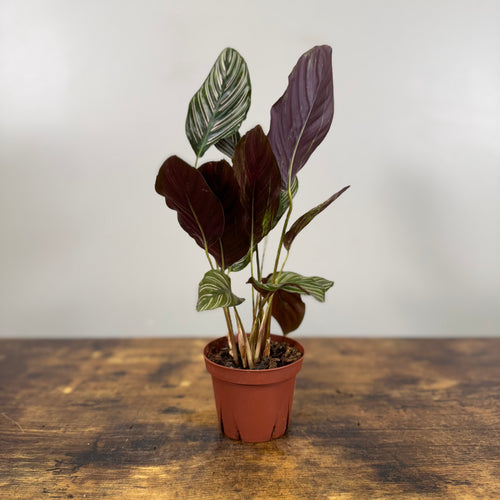 Calathea 'Pinstripe'