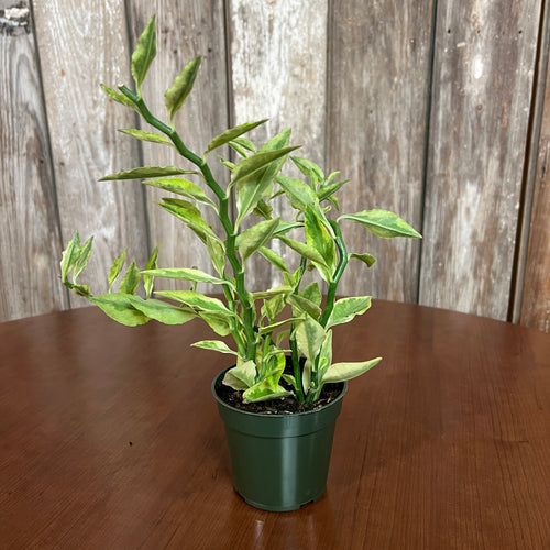 Euphorbia 'Devil's Backbone Variegated'