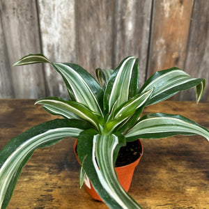 Dracaena 'Dragon Series'