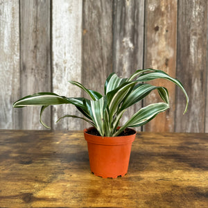 Dracaena 'Dragon Series'