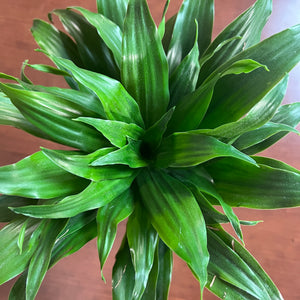 Dracaena 'Janet Craig'