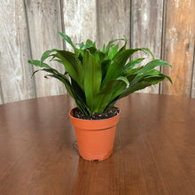 Load image into Gallery viewer, Dracaena &#39;Janet Craig&#39;