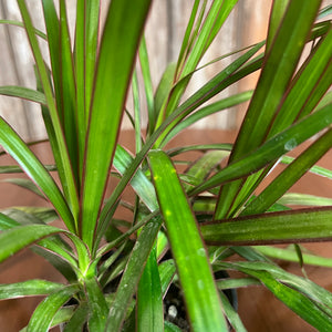 Dracaena marginata Tip