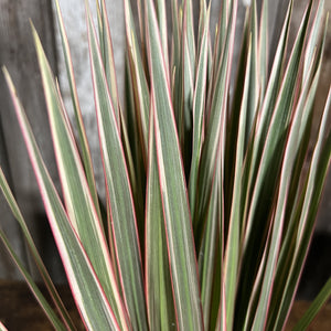 Dracaena marginata Tip