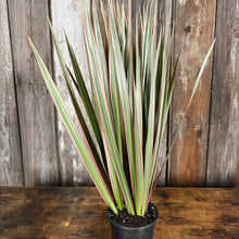 Load image into Gallery viewer, Dracaena marginata Tip