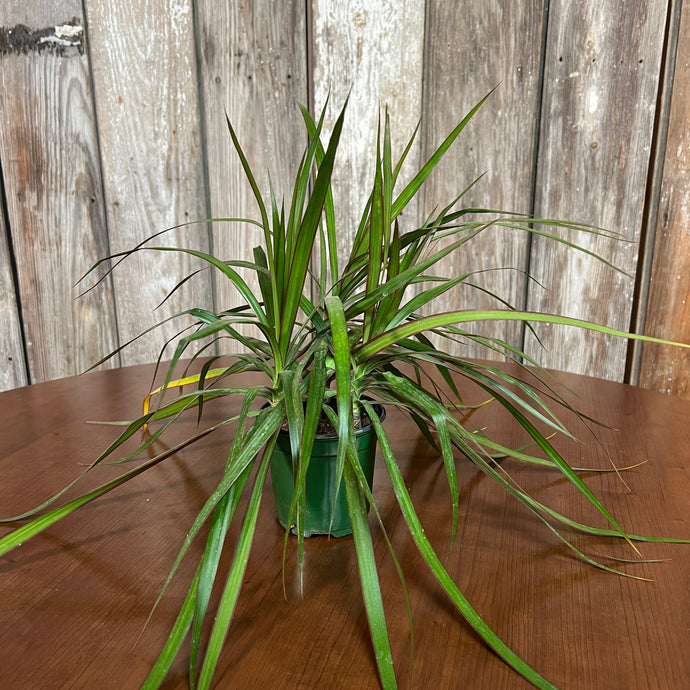 Dracaena marginata