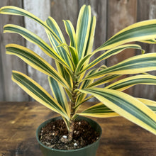 Load image into Gallery viewer, 4&quot; Dracaena Song of India