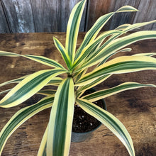 Load image into Gallery viewer, 4&quot; Dracaena Song of India