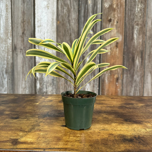 Dracaena 'Song of India'