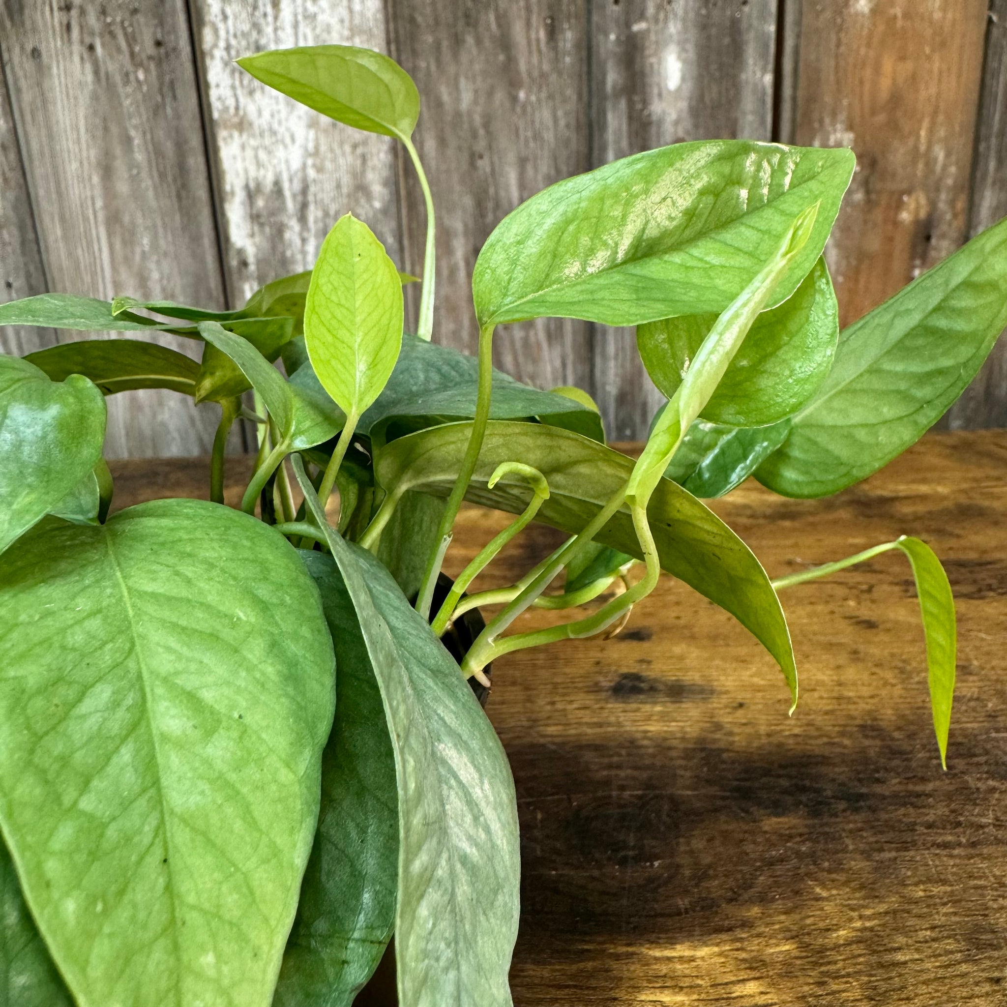 cebu blue pothos costa farms Epipremnum 'Cebu Blue' Pothos