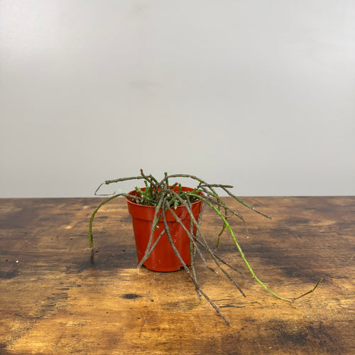 Cyanchum 'Bundle of Sticks'