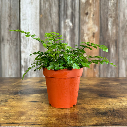 Fern Austral Gem